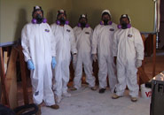 Mold Team