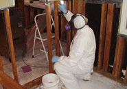 Mold Inspection